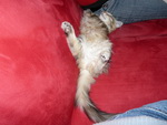 Katze Padme 4 Monate alt.